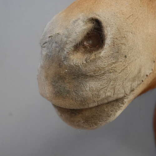 Taxidermy Horse Head