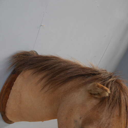 Taxidermy Horse Head