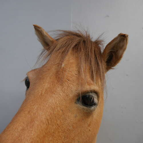 Taxidermy Horse Head